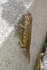 Lissotriton schmidtleri