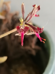 Pelargonium ellaphieae