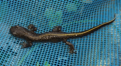 Triturus ivanbureschi