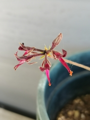 Pelargonium ellaphieae