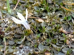 Lobelia perpusilla