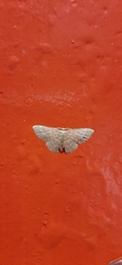 Lepidoptera