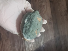 Penicillium