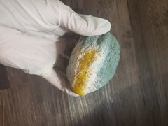Penicillium