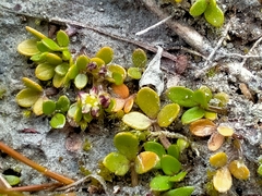 Azorella nitens