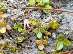 Azorella nitens
