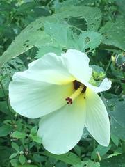 Abelmoschus esculentus