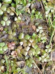 Hydrocotyle sulcata