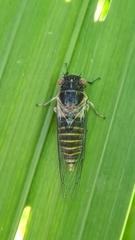 Popplepsalta notialis