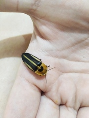 Cratomorphus diaphanus