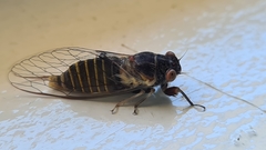 Popplepsalta notialis