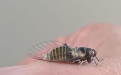 Popplepsalta notialis