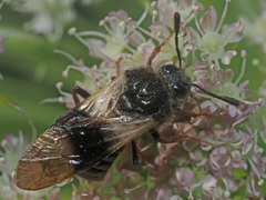 Abia fasciata