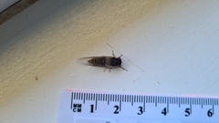 Popplepsalta notialis