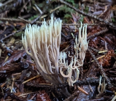 Ramaria apiculata