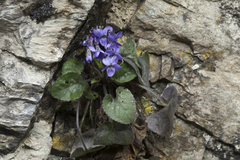 Viola alba dehnhardtii