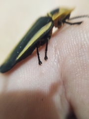 Cratomorphus diaphanus