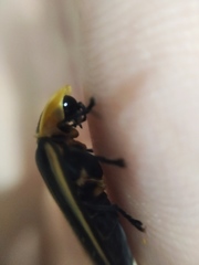 Cratomorphus diaphanus