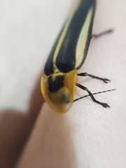 Cratomorphus diaphanus