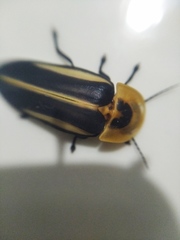 Cratomorphus diaphanus