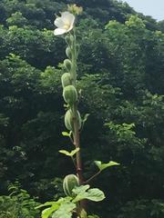 Abelmoschus esculentus