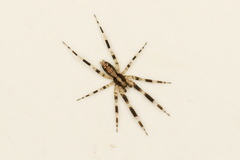 Cycloctenidae