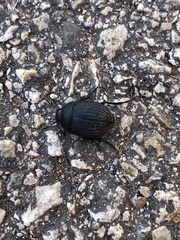 Eusattus reticulatus