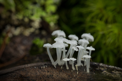 Hemimycena pseudocrispula