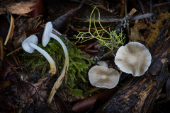 Strobilurus albipilatus