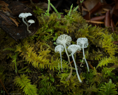 Hemimycena pseudocrispula