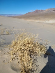 Swallenia alexandrae