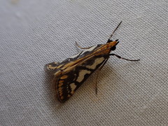 Metallarcha pseliota