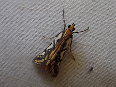 Metallarcha pseliota