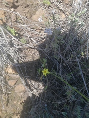 Romulea flava