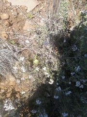 Romulea flava