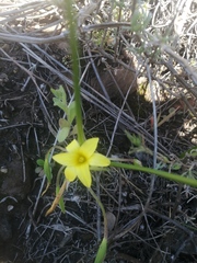 Romulea flava