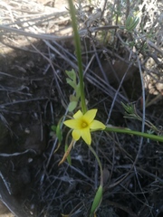 Romulea flava