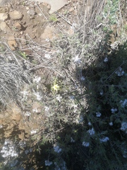Romulea flava