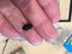 Hydaticus bimarginatus