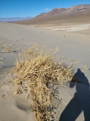 Swallenia alexandrae