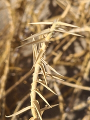 Swallenia alexandrae