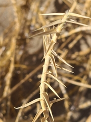 Swallenia alexandrae