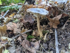 Ampulloclitocybe avellaneialba
