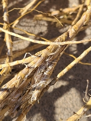 Swallenia alexandrae