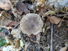 Ampulloclitocybe avellaneialba