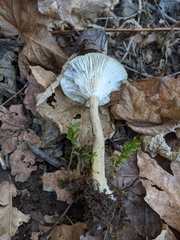 Ampulloclitocybe avellaneialba
