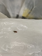 Diptera