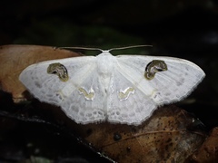 Problepsis digammata