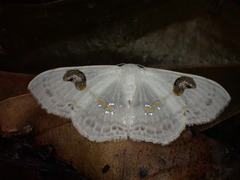 Problepsis digammata