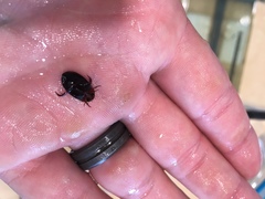 Hydaticus bimarginatus